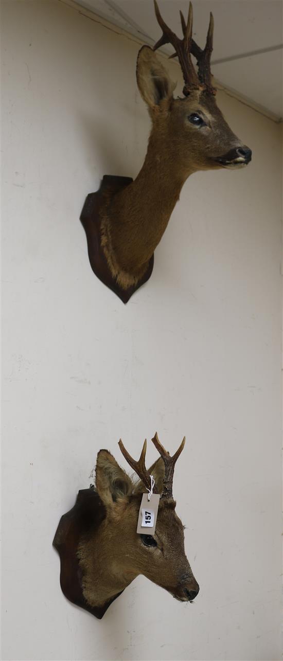 Two taxidermic mounted deer heads